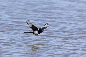 Corvids Prints: Common Magpie (Pica pica) adult