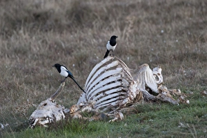 Common Magpie (Pica pica) two adults, perched on carrion, Pyrenees, Catalonia, Spain, november