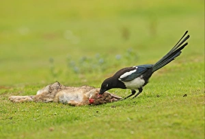 Common Magpie (Pica pica) juvenile, feeding on European Rabbit (Oryctolagus cuniculus) carcass, died of myxomatosis, Norfolk, England, july