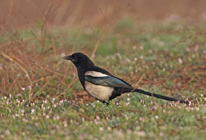 Dirt Prints: Common Magpie (Pica pica sericea) adult