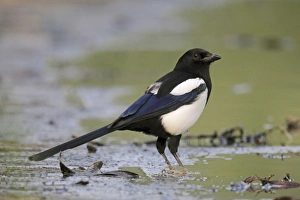 Corvids Prints: Common Magpie (Pica pica sericea) Korean Magpie