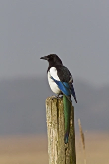 Pica Prints: Common Magpie on post at RSPB Minsmere reserve Suffolk