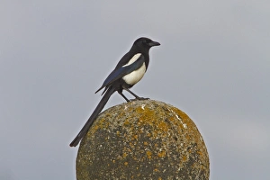 Corvid Prints: Common Magpie on stone ball