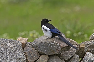 Magpie Prints: Common Magpie on stone wall