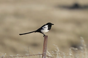 Corvid Prints: Common Magpie on wire fence