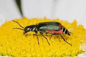 Daisy Prints: Common Malachite Beetle (Malachius bipustulatus) adult