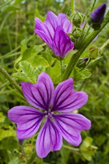 Bank Prints: Common Mallow (Malva sylvestris) close-up of flowers