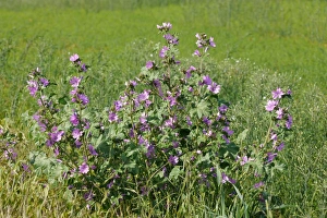 Mallows Prints: Common Mallow (Malva sylvestris) flowering, Edburton, West Sussex, England, june