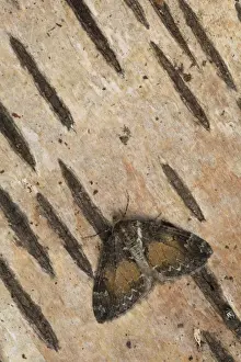 Common Marbled Carpet (Chloroclysta truncata) adult, resting on birch bark, Sheffield, South Yorkshire, England, June