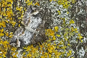 Lichen Prints: Common Marbled Carpet (Chloroclysta truncata) adult, camouflaged on lichen, Essex, England