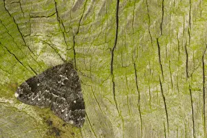 Common Marbled Carpet (Chloroclysta truncata) dark form, adult, Sheffield, South Yorkshire, England, September