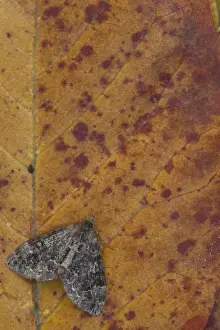 Common Marbled Carpet (Chloroclysta truncata) dark form, adult, resting on autumn leaf, Sheffield, South Yorkshire