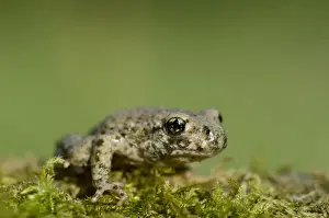 Common Midwife Toad (Alytes obstetricans) introduced species, juvenile, sitting on moss, Worksop, Nottinghamshire