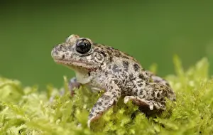 Aliens Prints: Common Midwife Toad (Alytes obstetricans) introduced species