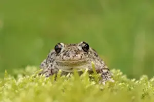 Common Midwife Toad (Alytes obstetricans) introduced species, adult male, sitting on moss, Cambridgeshire, England