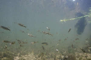 Common Minnow (Phoxinus phoxinus) shoal, swimming in river habitat, River Trent, Nottingham, Nottinghamshire, England