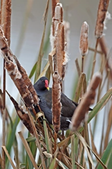 Common Moorhen (Gallinula chloropus) adult, climbing reedmace stems, Holme, Norfolk, England, november