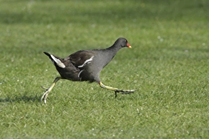 Common Moorhen (Gallinula chloropus) adult, running across grass in park, West Yorkshire, England, july
