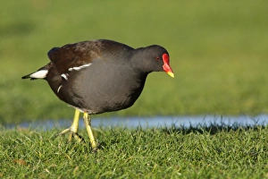 Common Moorhen (Gallinula chloropus) adult, walking on short grass, West Yorkshire, England, November