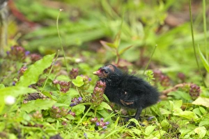 Moor Hen Prints: Common Moorhen (Gallinula chloropus) chick, standing amongst wildflowers, Wales