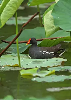 Rains Prints: Common Moorhen (Gallinula chloropus chloropus) adult