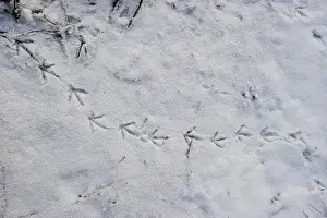 Common Moorhen (Gallinula chloropus) footprints in snow on riverbank, Ferry Lane Wood, River Yare, The Broads, near Postwick, Norfolk, England, december