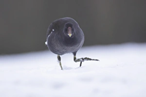 Rail Prints: Common Moorhen (Gallinula chloropus) immature