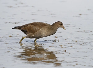 Moor Hen Prints: Common Moorhen (Gallinula chloropus) juvenile