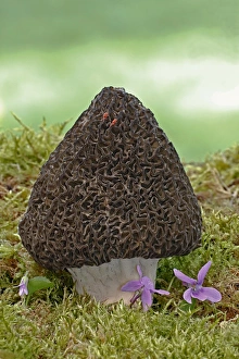 Common Morel (Morchella esculenta) fruiting body, Warwickshire, England, april