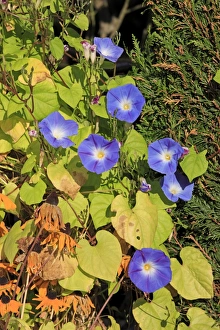 Common Morning Glory (Ipomoea purpurea) flowering, in garden, Ellerstadt, Rhineland-Palatinate, Germany, october