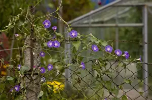 Rumania Prints: Common Morning Glory (Ipomoea purpurea) introduced species