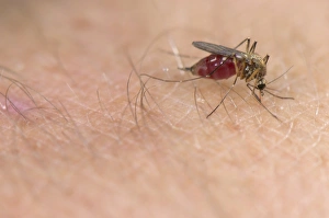 Blood Prints: Common Mosquito (Culex pipiens) adult female