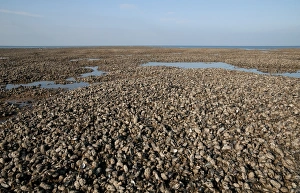 Shell Fish Prints: Common Mussel (Mytilus edulis) beds