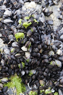 Mollusc Prints: Common Mussel (Mytilus edulis) group