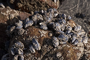 Common Mussels covered with barnacles exposed at low tide