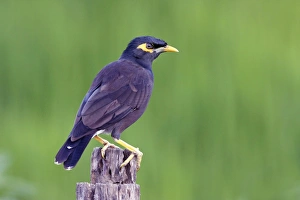 Myna Prints: Common Mynah (Acridotheres tristis) adult, perched on fencepost, Sri Lanka