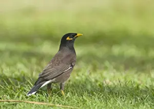 Myna Prints: Common Mynah (Acridotheres tristis) introduced species
