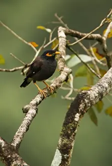 Myna Prints: Common Mynah (Acridotheres tristis melanosturnus) endemic race