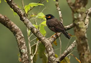 Common Mynah (Acridotheres tristis melanosturnus) endemic race, adult, perched on branch, Sri Lanka, december