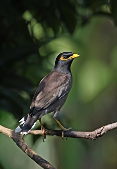 Kaeng Krachan Prints: Common Mynah (Acridotheres tristis tristis) adult