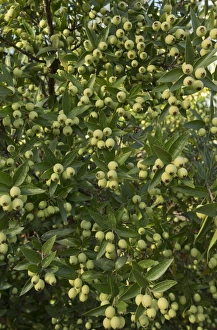Myrtaceae Prints: Common Myrtle (Myrtus communis) in fruit, France, December