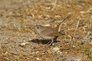 Common Nightingale (Luscinia megarhynchos) adult, feeding on ground in open, Castilla y Leon, Spain, June