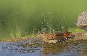 Bathing Prints: Common Nightingale (Luscinia megarhynchos) adult, bathing in pool, Spain, april