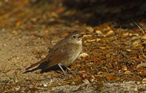 Common Nightingale (Luscinia megarhynchos) adult, feeding on fly, standing on ground, Northern Spain, july