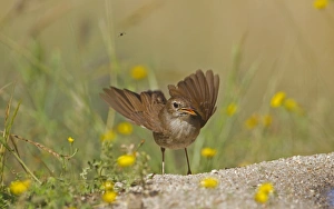 Common Nightingale (Luscinia megarhynchos) adult, in threat display at edge of pool, Spain, may