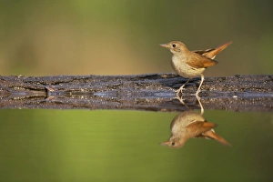 Common Nightingale (Luscinia megarhynchos) adult, standing at edge of forest pool, Hungary