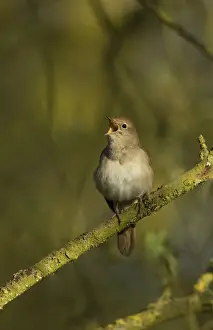 Common Nightingale (Luscinia megarhynchos) adult male, singing, perched on twig in scrub, Lincolnshire, England, April