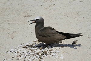 Seabird Prints: Common Noddy (Anous stolidus) adult