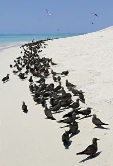Seabird Prints: Common Noddy (Anous stolidus) flock