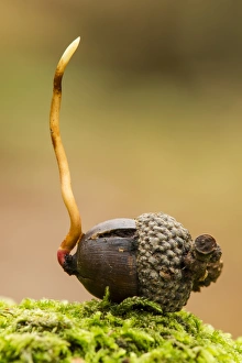 Growth Prints: Common Oak (Quercus robur) acorn, germinating, Kent, England, October